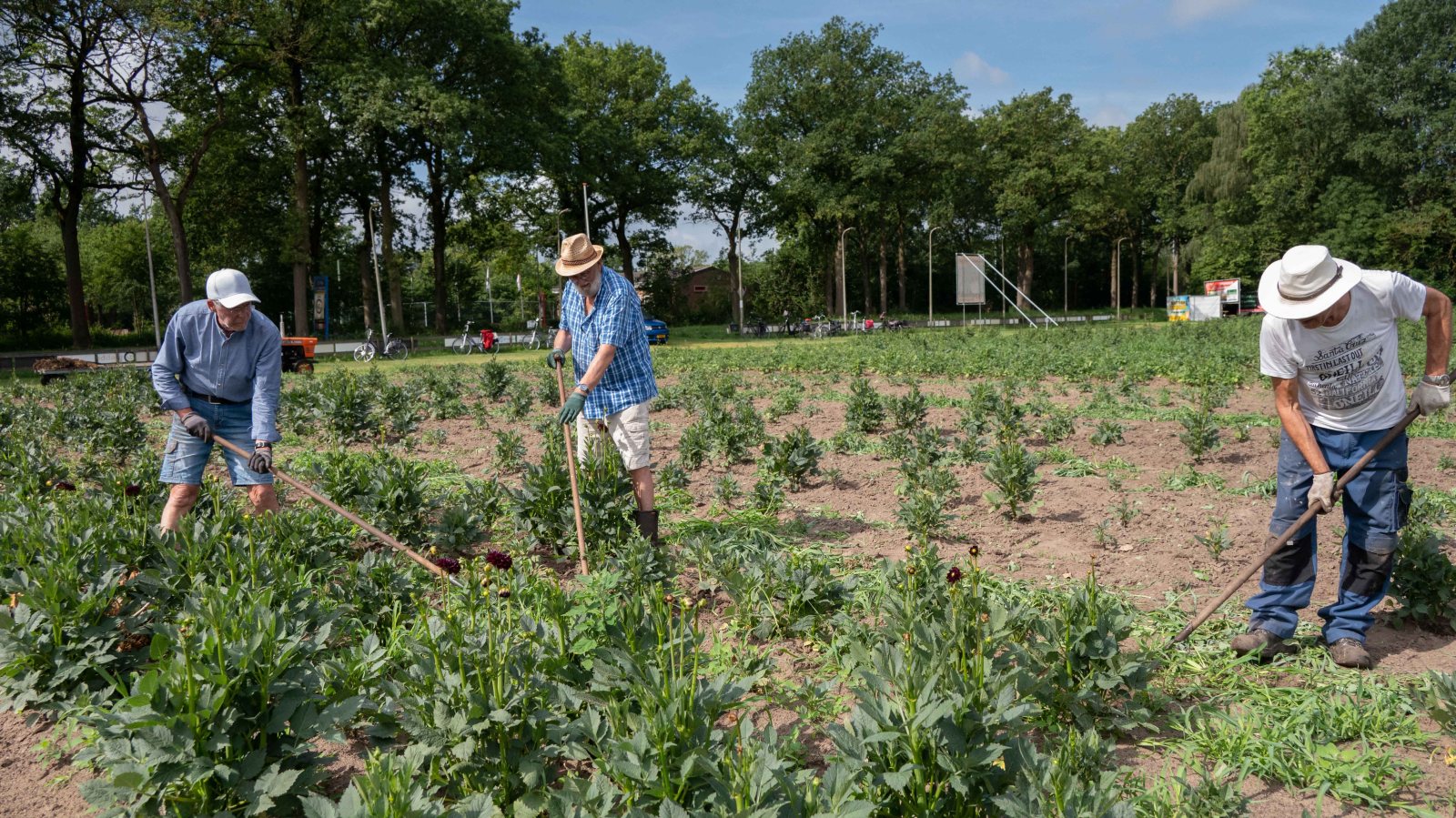 Vrijwilligers steken de handen uit de mouwen op het dahliaveld in Elim