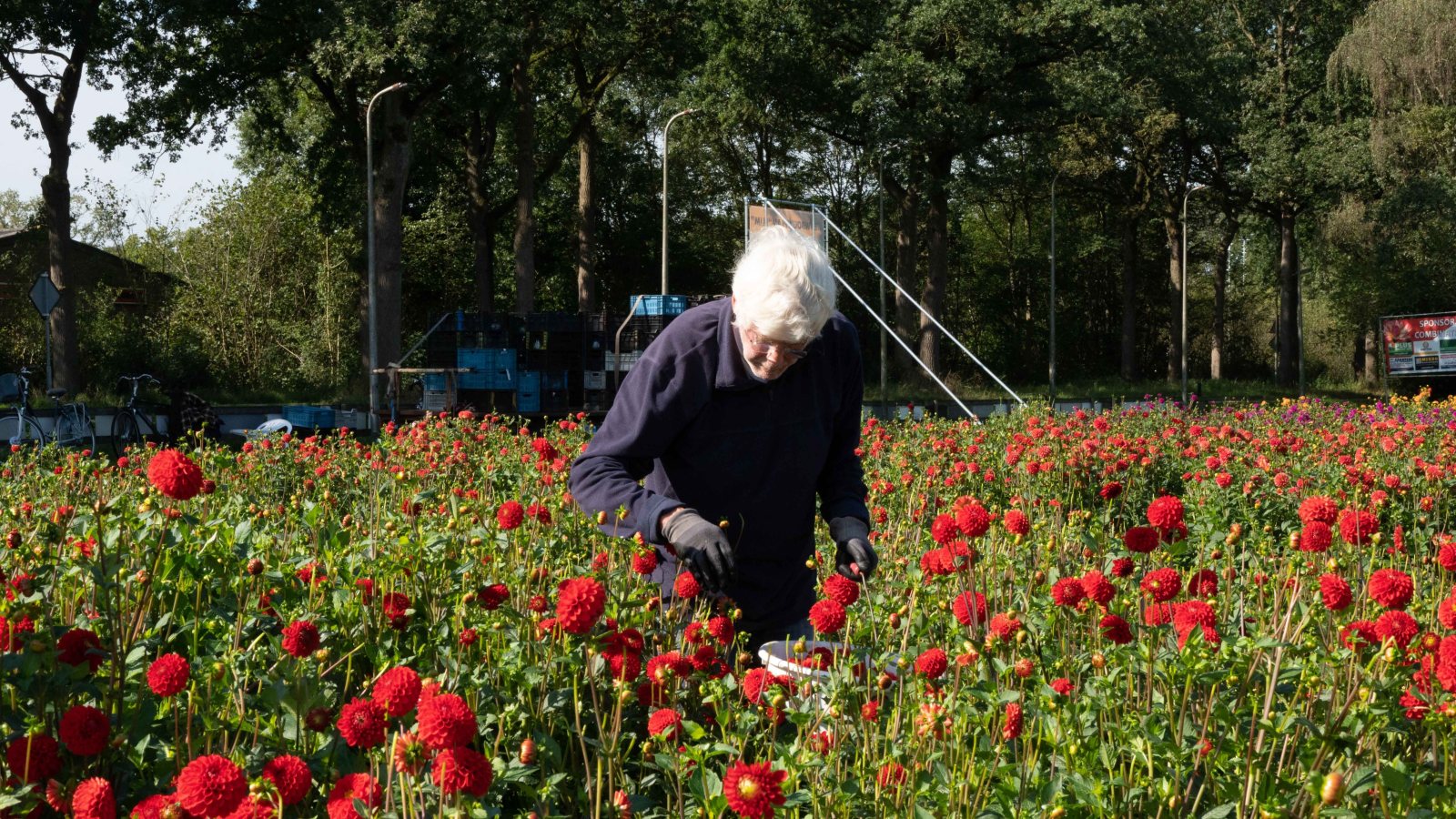 Koopman op Pad bezoekt dahlia‑plukkers in Elim